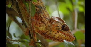 Malagasy-Tours-Marojejy-et-Tsingy-de-l'Ankarana-6